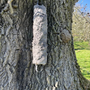 Bat or Bird Roosting box