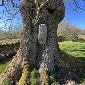 Large Bat Box